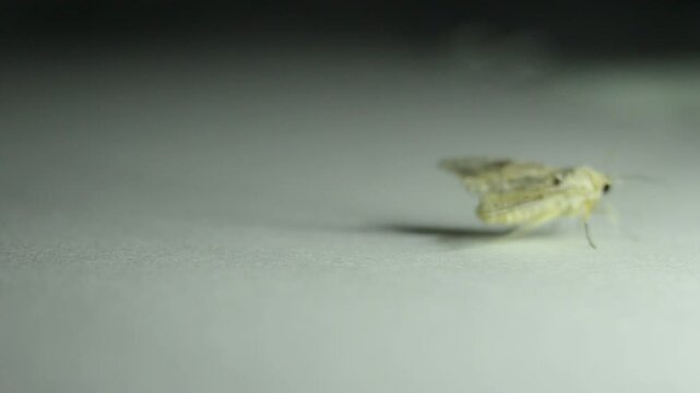 Macro Wildlife Footage of a Small Moth