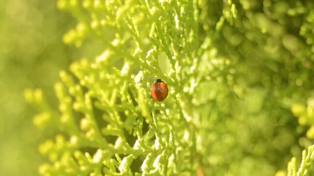 ladybug on a green grass