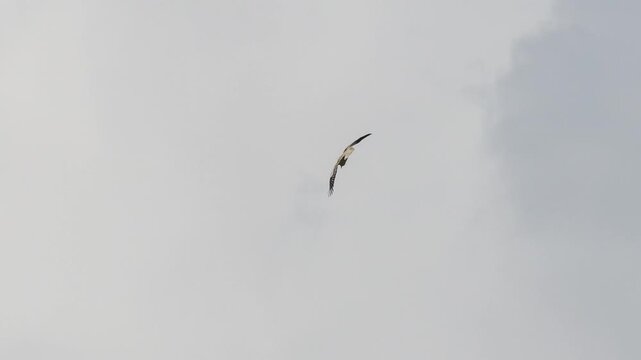 close-up of an Egyptian Vulture (Neophron percnopterus, Alimoche Comun) in flight over a large canyon