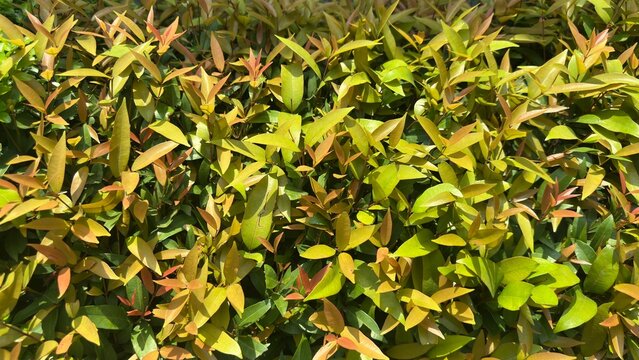 Closeup of a dense hedge with vibrant green and reddishorange new growth leaves in sunlight
