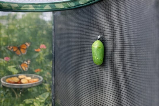 A small green insect clings to the side of a wooden fence, perhaps awaiting its next meal