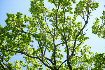 Fototapeta premium Oak tree branches with green leaves against the blue sky