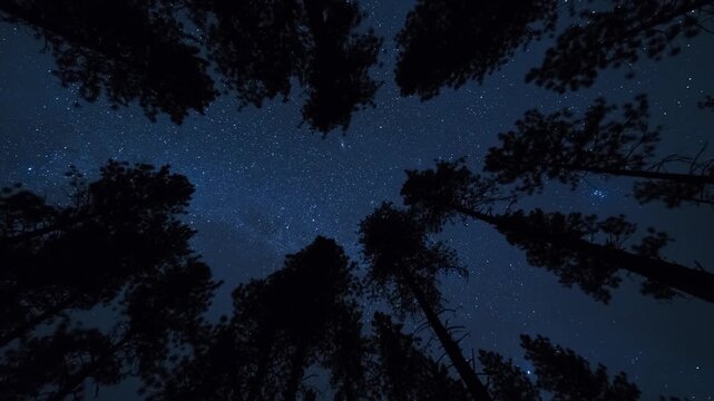 Starry Sky View Looking Up Through Dark Pine Tree Silhouettes Along a Remote Road at Night Showing a Rotating Galaxy Motion as the Stars Slowly Move Across the Canopy in a Peaceful Atmosphere