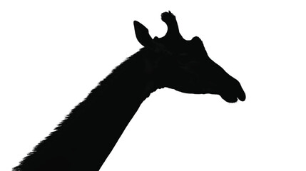 Fototapeta premium Giraffe silhouette features a sleek, dark form isolated on a stark white background, highlighting the iconic profile and gentle features of this tall herbivorous mammal from the savanna.