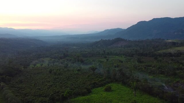 Selva llena de &aacute;rboles