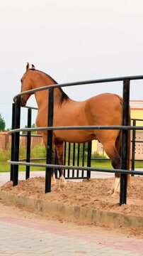 Brown horse standing in a training paddock or round pen.