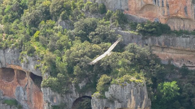 close-up of a wild Griffon vulture (Eurasion griffon, Gyps fulvus) soaring and gliding in flight