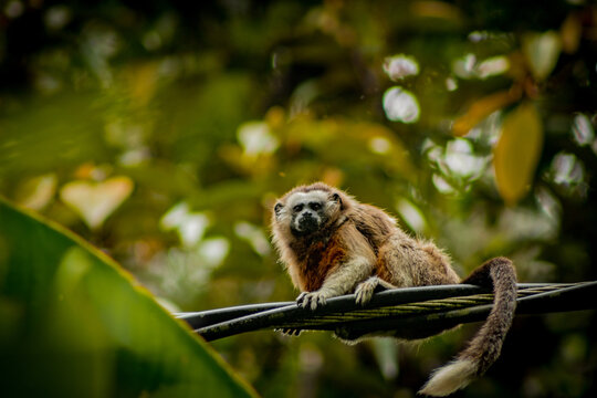Primates of Colombia (Saguinus Leucopus) on the forest  of Envigado