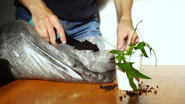 Hands compress soil around small ivy seedling in paper cup. Evokes plant adaptation support, root zone preparation, critical step of securing young cuttings, and attentive indoor gardening practice.
