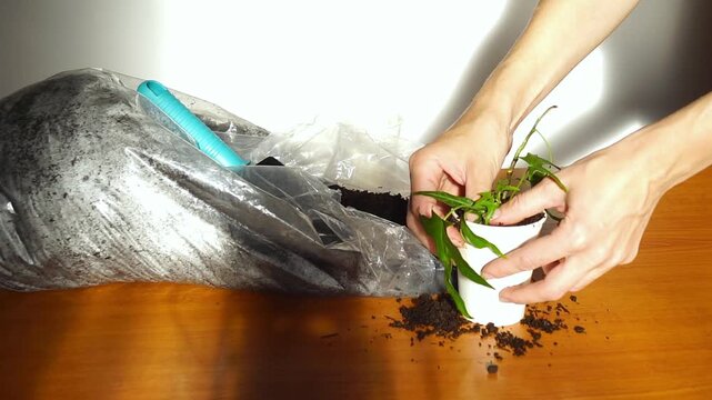 Hands smooth soil around ivy cutting and brush loose substrate from their fingers. Conveys propagation best practices, attentive plant care, and early establishment of young houseplant.