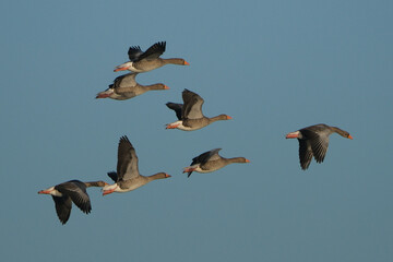 Greylag geese flying in a flock against a clear blue sky © Badr