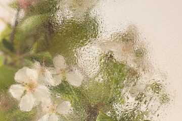 Fototapeta premium Soft focus green, beige leaf and flower bouquet through glass with wet water drops. Abstract natural blur background.