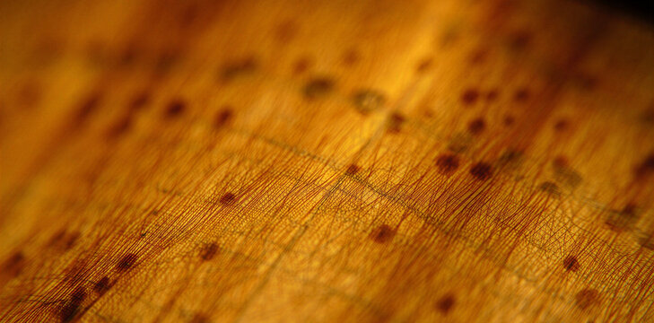 Macro photography of natural wood texture with distinctive grain and dark spots woodwork material background detailed forestry carpentry construction woodgrain close-up structures