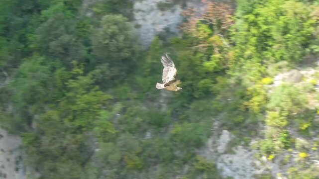 close-up of a wild Griffon vulture (Eurasion griffon, Gyps fulvus) soaring and gliding in flight