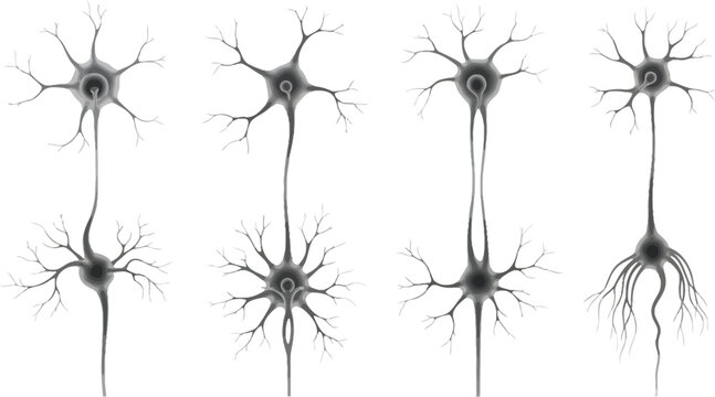 Neuron cell structures detailed illustration of nerve cell anatomy