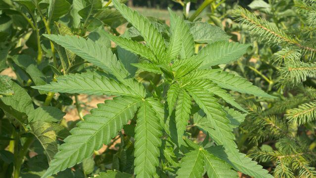 CLOSE UP: A growing green cannabis plant rustles in the strong summer wind.