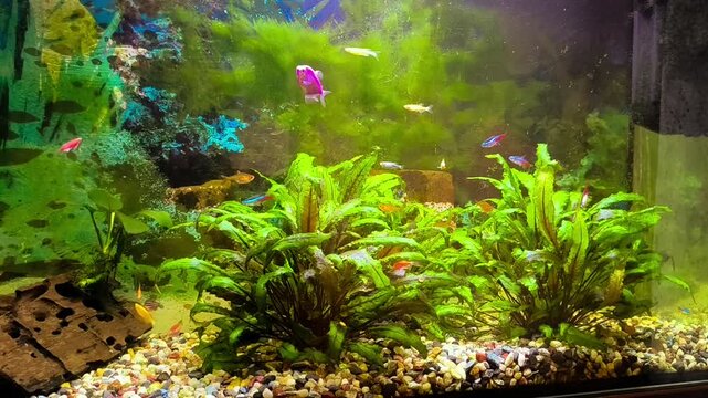 Colorful fish swim in a bright aquarium with lush green plants	