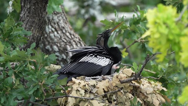 The little anhinga baby asking Daddy to feed 