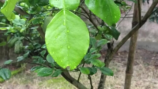 Close up of kaffir lime tree leaves with morning water droplets a detailed close up shot of lush green featuring distinct double leaf