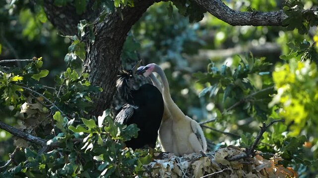 The little anhinga baby asking to feed 
