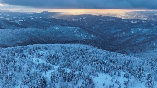 Aerial backwards flight over snow covered pine forest at winter sunset, golden hour mountain landscape