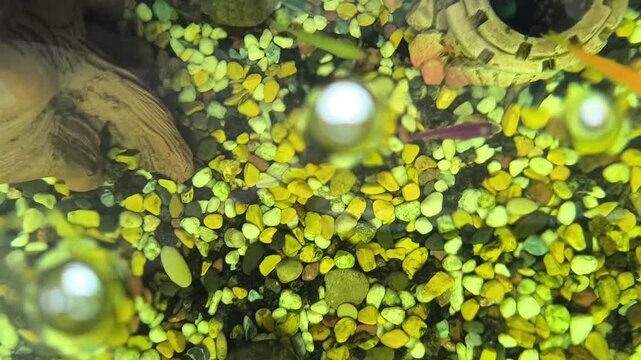 Colorful fish swim in a bright aquarium with lush green plants	
