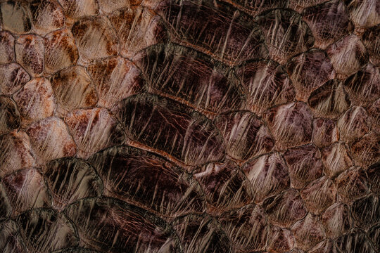 Python skin leather texture with glossy scale pattern and exotic reptile fashion background