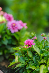 Fototapeta premium Pink dahlia flower with green leaves in garden