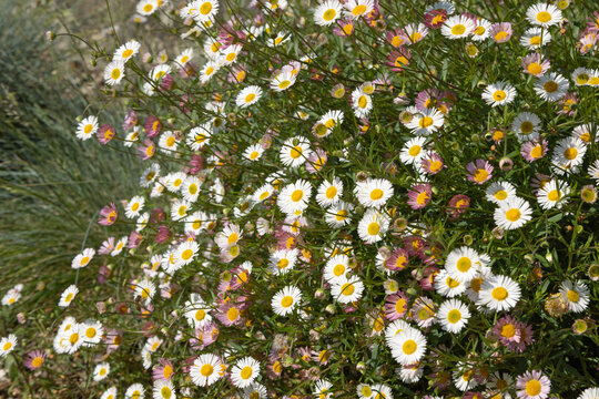 Erigeron karvinskianus	
