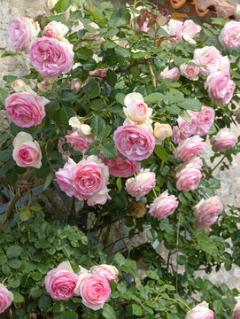 Rosier Pierre de Ronsard	