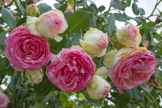 Rosier Pierre de Ronsard	