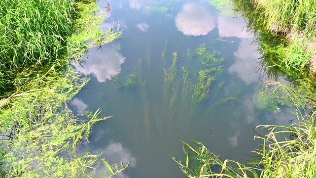 Aquatic plants drifting in shallow river bank with cloud reflections. Stuckenia