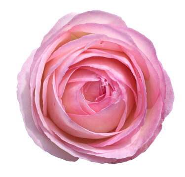 Fleur de rosier Pierre de Ronsard	