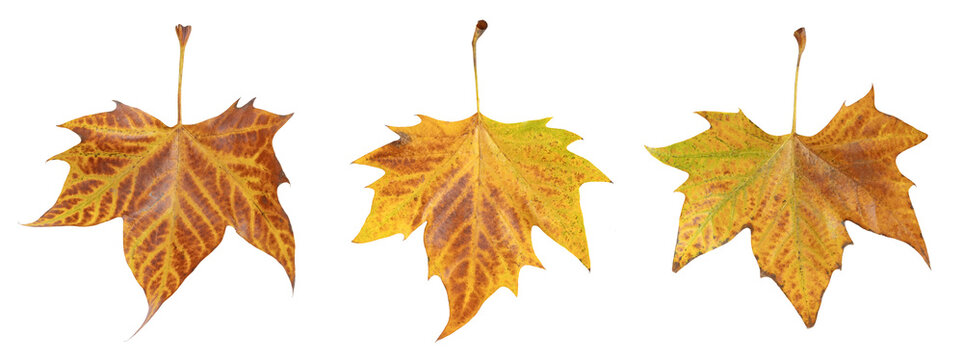 Feuilles mortes de platane	