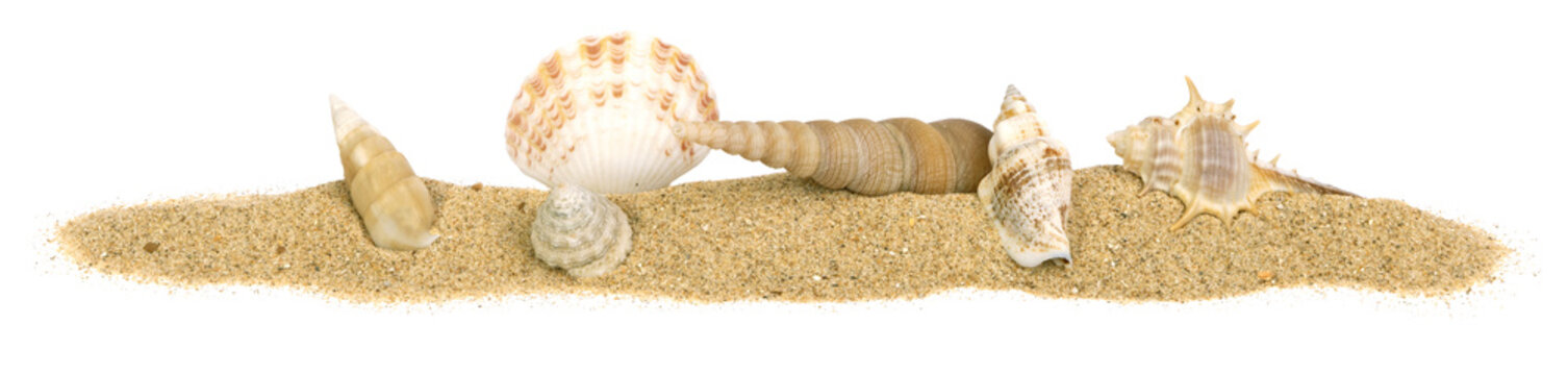Coquillage sur un fond de sable de plage	