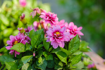 Fototapeta premium Pink dahlia flowers bloom with green leaves in soft light