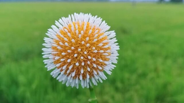 Close up of a wild centaurea flower blossom in a green field detailed close up of round with orange center petals and white outer