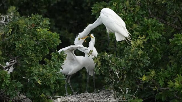 Little great egrets scrambling for food