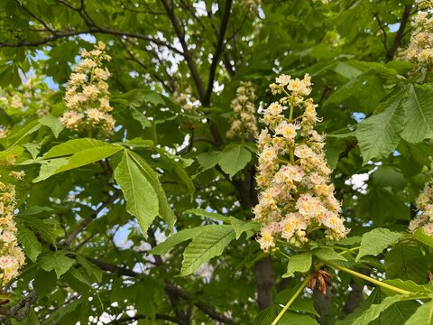 Beautiful blooming horse chestnut (Aesculus hippocastanum) tree with a white pink flower cluster surrounded by lush green palmate leaves. Spring nature and urban forestry background asset.