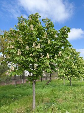 Beautiful blooming horse chestnut (Aesculus hippocastanum) tree with a white pink flower cluster surrounded by lush green palmate leaves. Spring nature and urban forestry background asset.