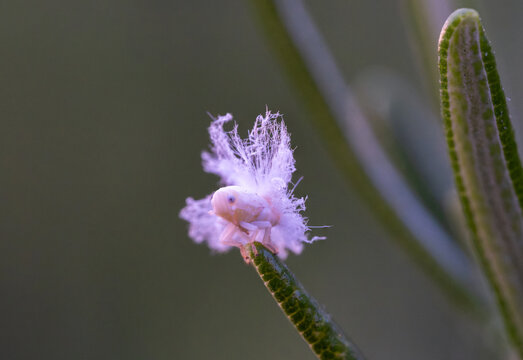View of a white fuzzy Genus Oliarus planthopper nymph perched on the tip of a green leaf with a soft blurred background in Tirane, Tirana County, Albania.