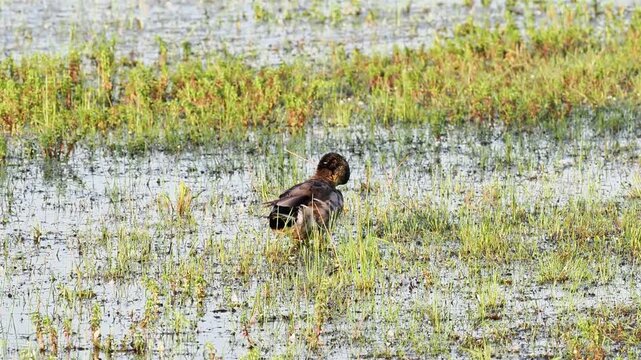 Canards colverts (Anas platyrhynchos) au repos dans une prairie inond&eacute;e des zones humides de la Brenne