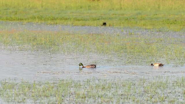 Canards colverts (Anas platyrhynchos) au repos dans une prairie inond&eacute;e des zones humides de la Brenne