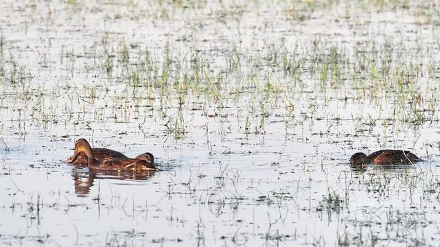 Groupe de canards colverts (Anas platyrhynchos) nageant sur un &eacute;tang des espaces naturels prot&eacute;g&eacute;s de la Brenne
