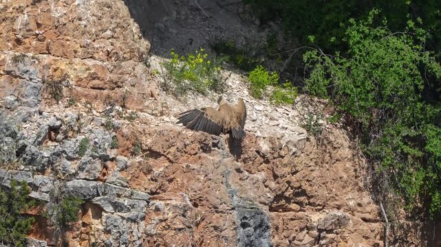 a wild young Griffon vulture (Eurasion griffon, Gyps fulvus) sunbathing sunning
