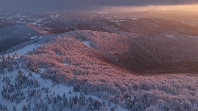 Aerial forward drone flight over snowy winter forest illuminated by warm golden sunset light
