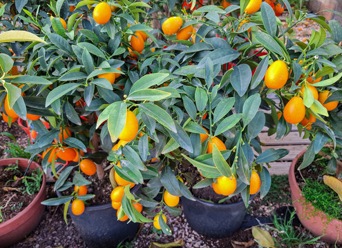 Nagami kumquat tree with ripe orange fruits in a garden nursery on a sunny day