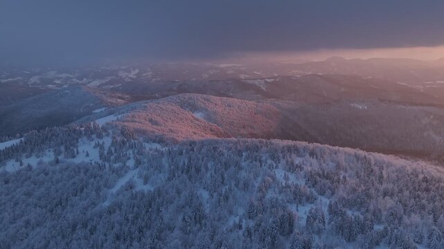 Aerial forward flight lowering camera over pink lit snow covered trees with light fog at sunset