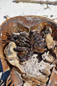 A dead horseshoe crab on the beach.