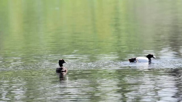 Fuligule morillon m&acirc;le (Aythya fuligula) nageant sur un &eacute;tang au coucher du soleil dans la Brenne
